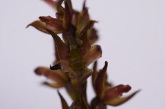 Prasophyllum castaneum