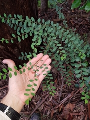 Phyllanthus gunnii