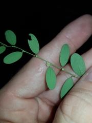 Phyllanthus gunnii