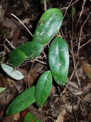 Smilax glyciphylla