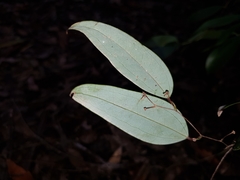 Smilax glyciphylla