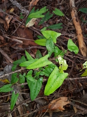 Dioscorea transversa