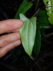 Dioscorea transversa