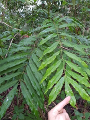 Dysoxylum rufum