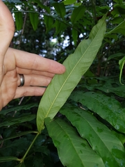 Dysoxylum rufum