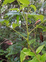 Dysoxylum rufum