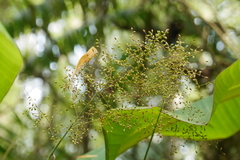 Panicum sarmentosum