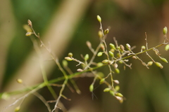 Panicum sarmentosum