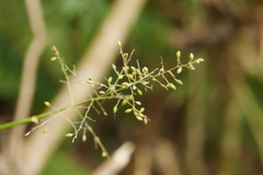 Panicum sarmentosum