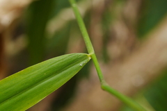 Panicum sarmentosum