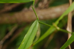 Panicum sarmentosum