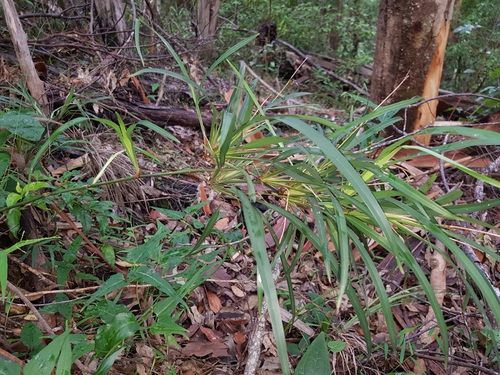Dianella caerulea