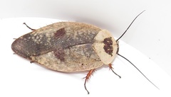 Gyna caffrorum