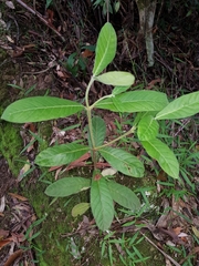 Psychotria loniceroides
