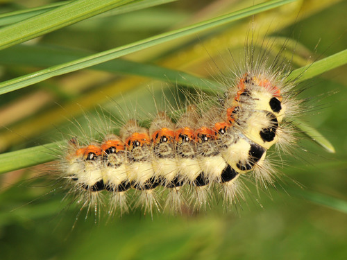 Representative image of Acronicta euphorbiae