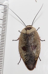 Gyna caffrorum