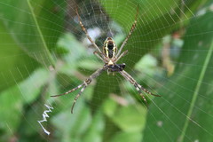 Argiope dang