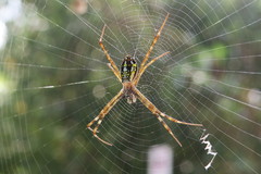 Argiope dang