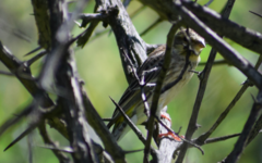 Crithagra atrogularis