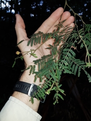 Acacia oshanesii
