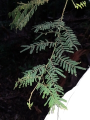 Acacia oshanesii