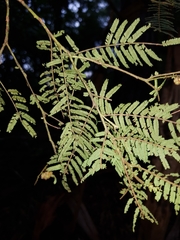 Acacia oshanesii