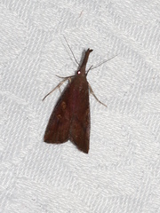 Hypena subvittalis