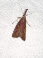 Hypena subvittalis