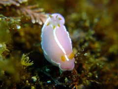 Hypselodoris shimodaensis