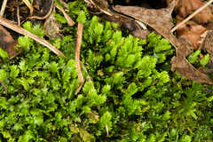 Fissidens dubius