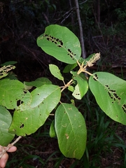 Gmelina leichhardtii