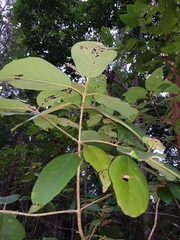 Gmelina leichhardtii