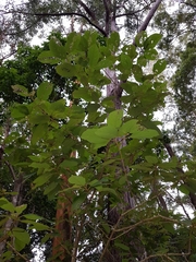 Gmelina leichhardtii