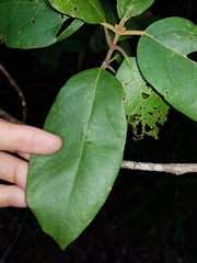 Gmelina leichhardtii