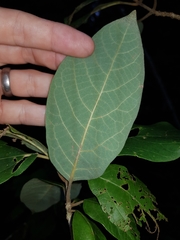 Gmelina leichhardtii