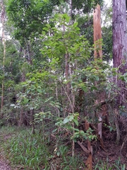 Gmelina leichhardtii