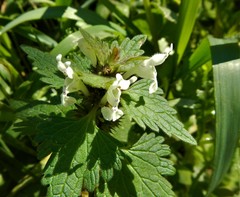 Lamium bifidum