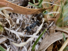 Myrmecia gilberti