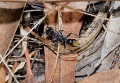 Myrmecia gilberti