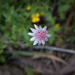 Actinotus forsythii
