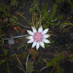 Actinotus forsythii