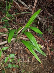Cordyline petiolaris