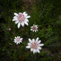 Actinotus forsythii
