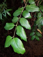 Psydrax lamprophylla