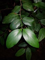 Psydrax lamprophylla