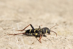 Xylotrechus antilope