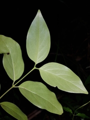 Psydrax lamprophylla