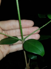 Psydrax lamprophylla