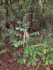 Psydrax lamprophylla