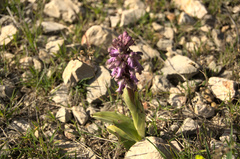 Himantoglossum robertianum